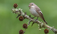 Female Pied Flycatcher